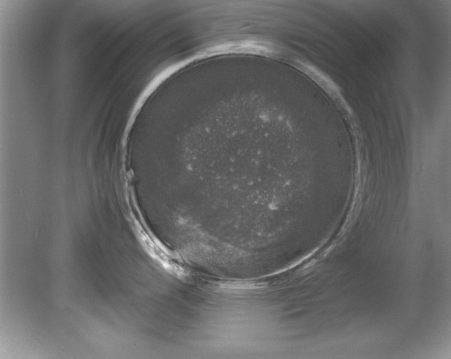 X0000081571200200701221044