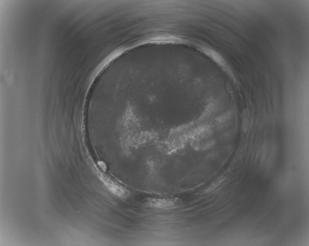 X0000081571229200701221044