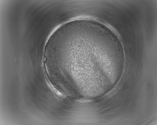 X0000081571296200701221043