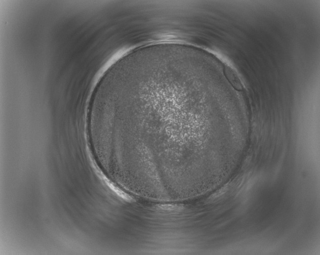X0000081571333200701221043