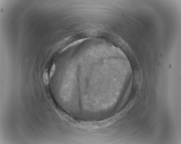 X0000081570029200701291226