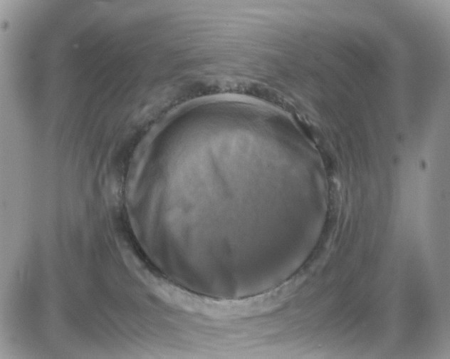 X0000081570039200701291226