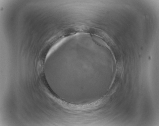 X0000081570043200701291226