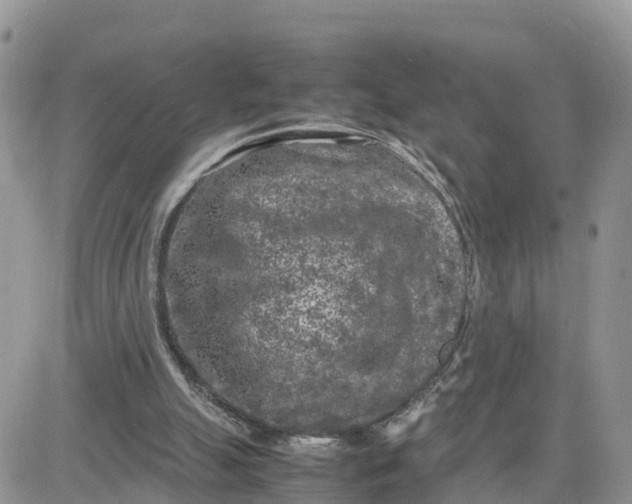 X0000081570055200701291225