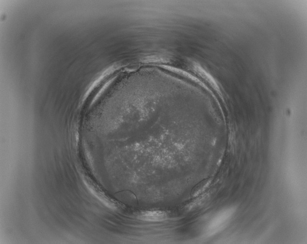 X0000081570059200701291225