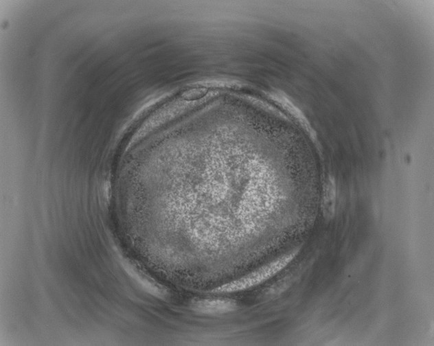 X0000081570063200701291225