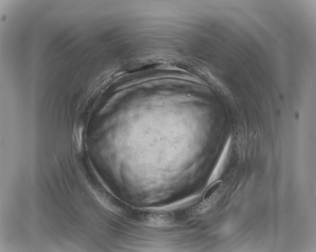 X0000081570070200701291225