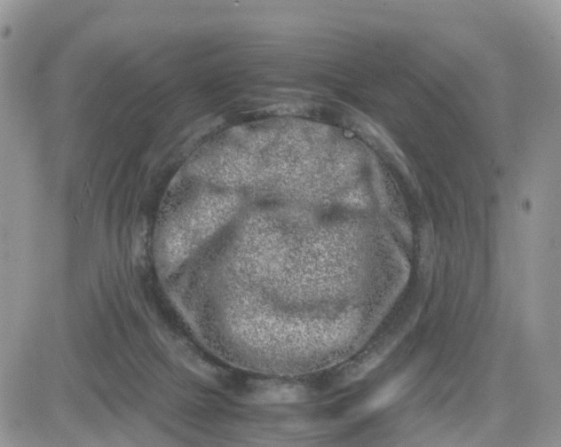 X0000081570073200701291225