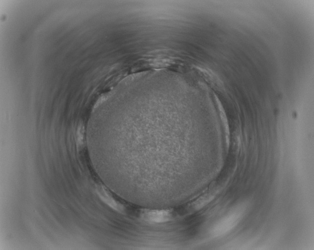 X0000081570081200701291225