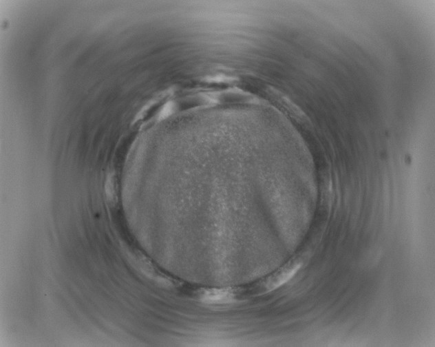 X0000081570088200701291225