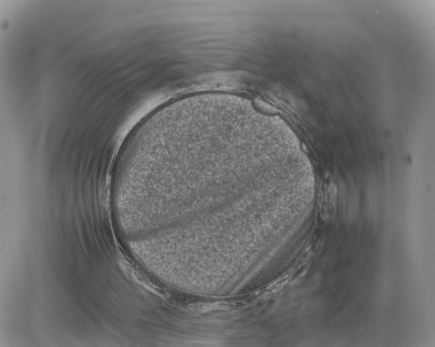 X0000081570100200701291225