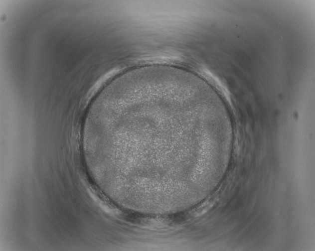 X0000081570107200701291225