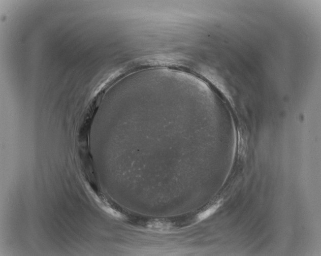 X0000081570109200701291225