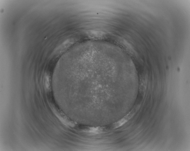 X0000081570130200701291224