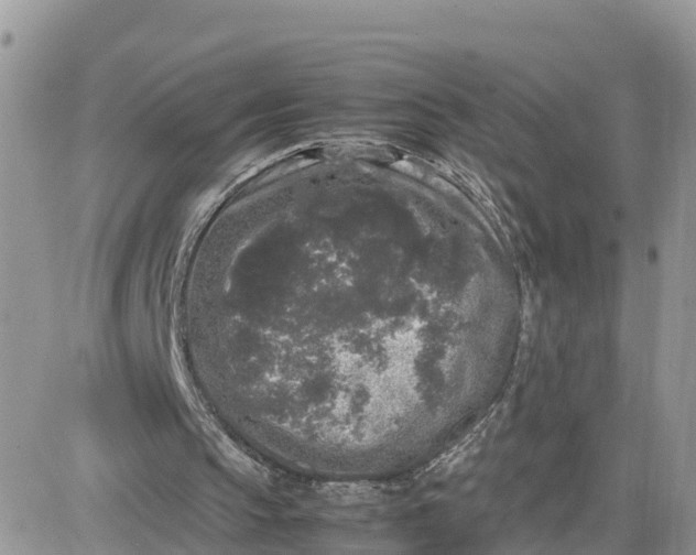 X0000081570145200701291223