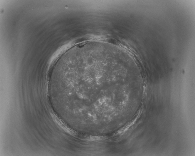 X0000081570149200701291223