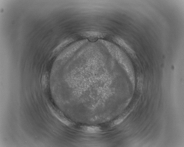 X0000081570165200701291224