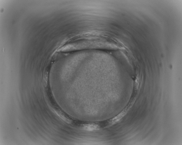 X0000081570168200701291224