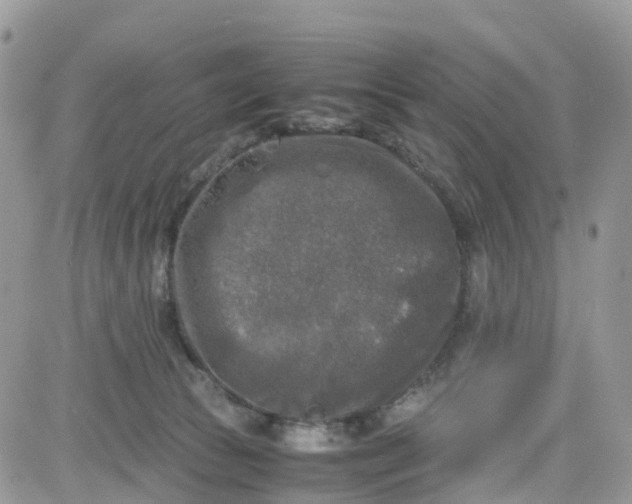 X0000081570177200701291224