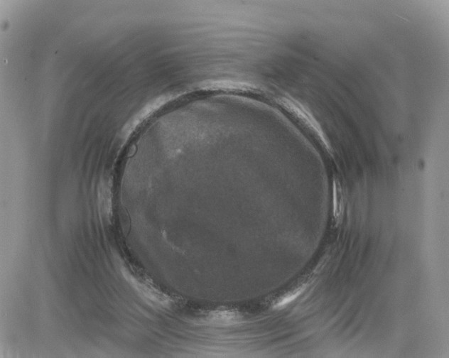 X0000081570204200701291223