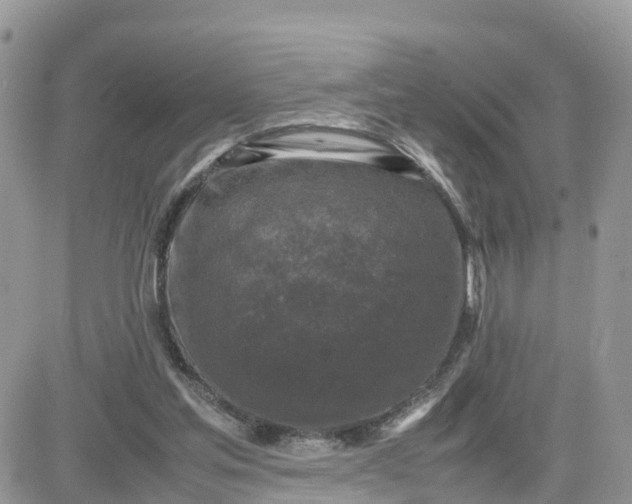 X0000081570205200701291223