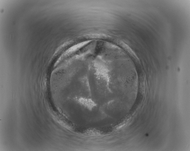 X0000081570207200701291223