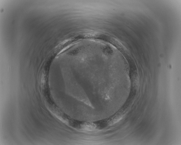 X0000081570215200701291223