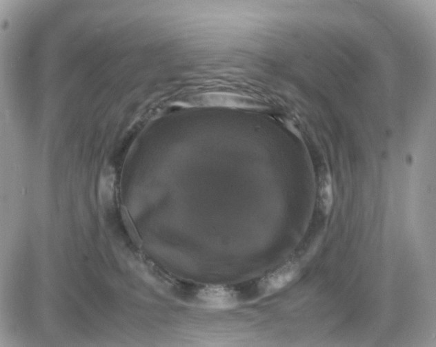 X0000081570231200701291223