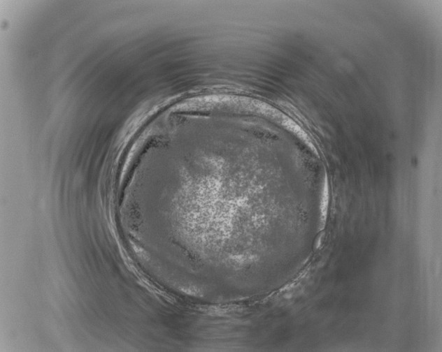 X0000081570241200701291222