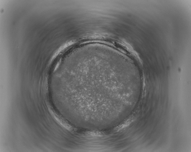 X0000081570250200701291222