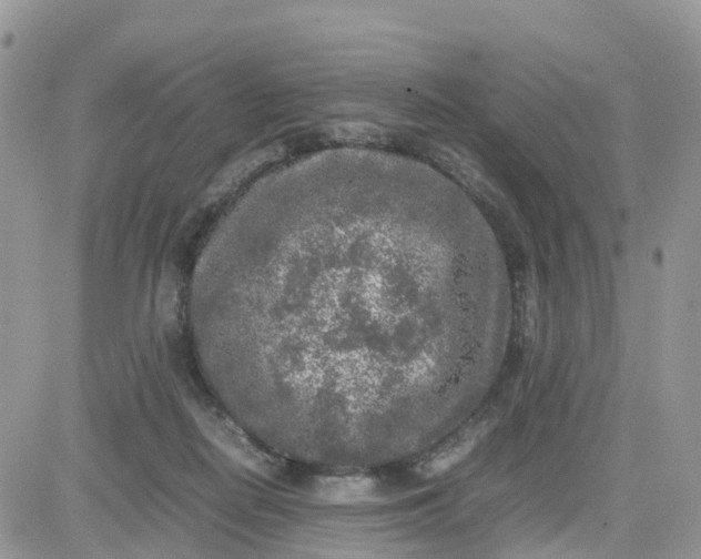 X0000081570266200701291222