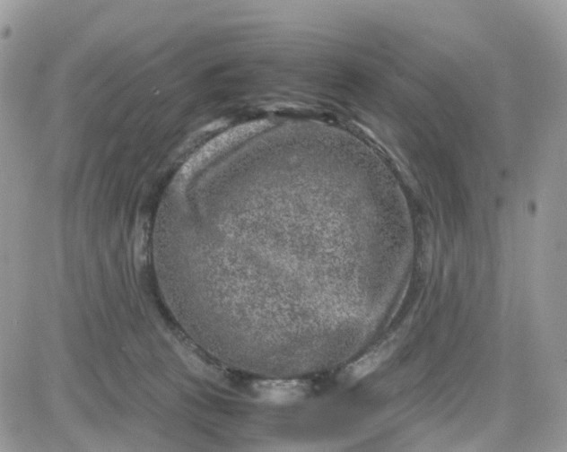 X0000081570273200701291222