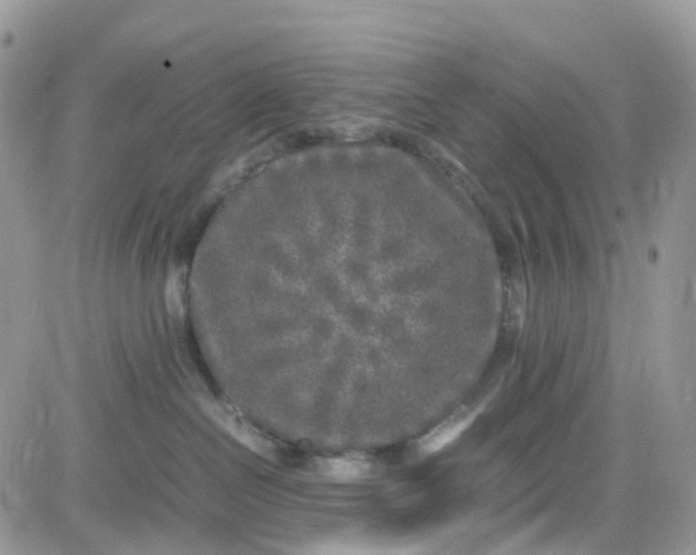 X0000081570286200701291222