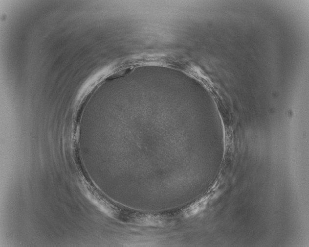 X0000081570293200701291222