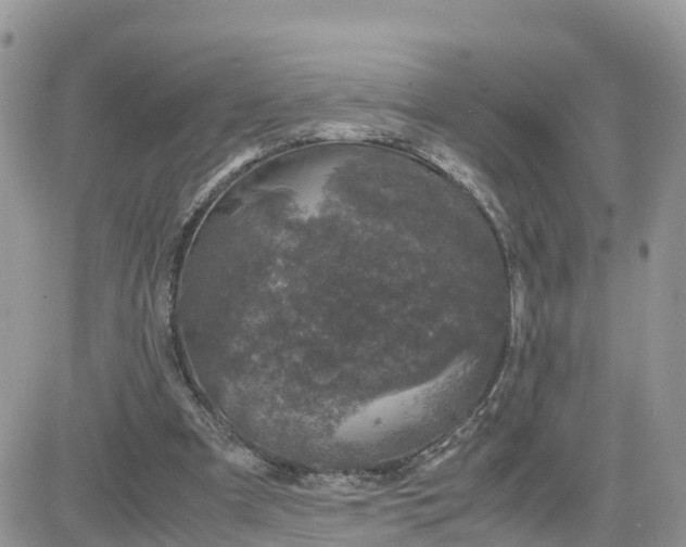 X0000081570297200701291222