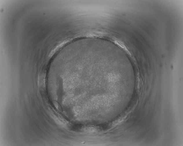 X0000081570299200701291222