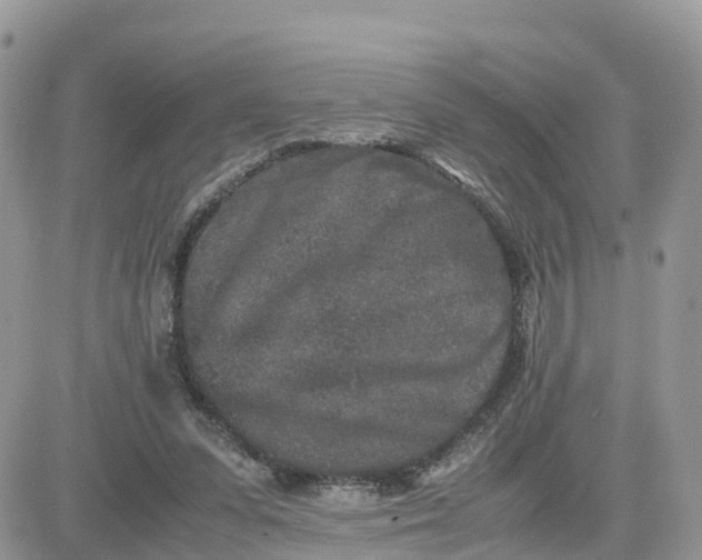 X0000081570303200701291221