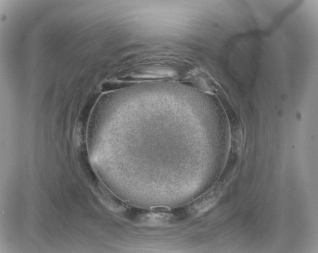 X0000081570323200701291221