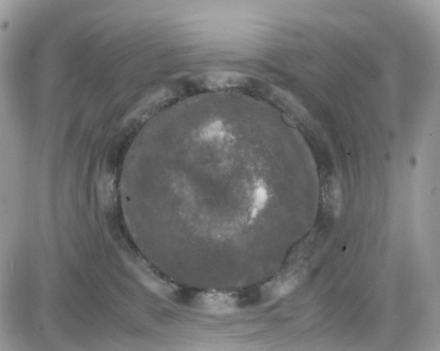 X0000081570327200701291221