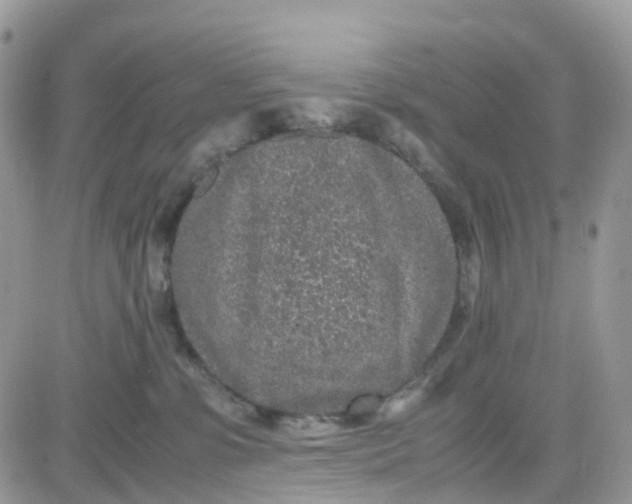 X0000081570331200701291221