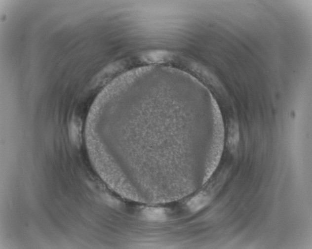 X0000081570332200701291221