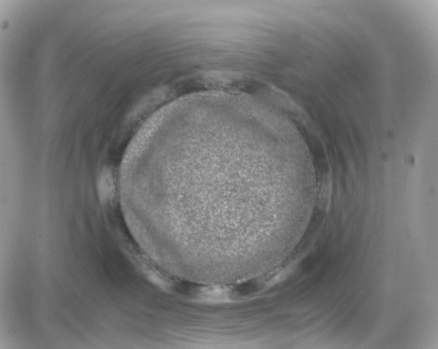 X0000081570335200701291221