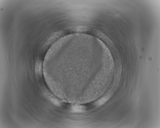 X0000081570336200701291221