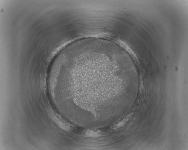 X0000081570346200701291220