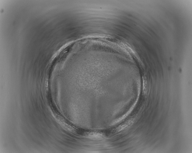 X0000081570348200701291220