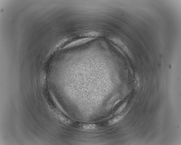 X0000081570355200701291220