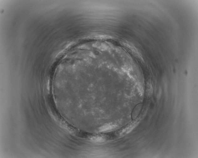 X0000081570358200701291221