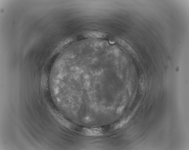 X0000081570359200701291221