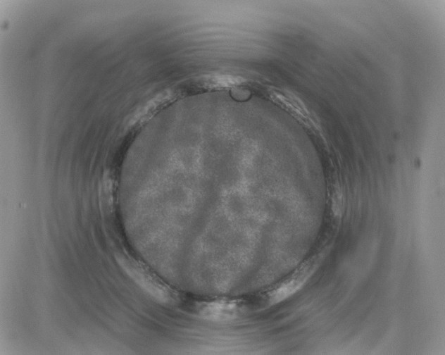 X0000081570366200701291221