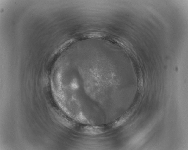 X0000081570367200701291221